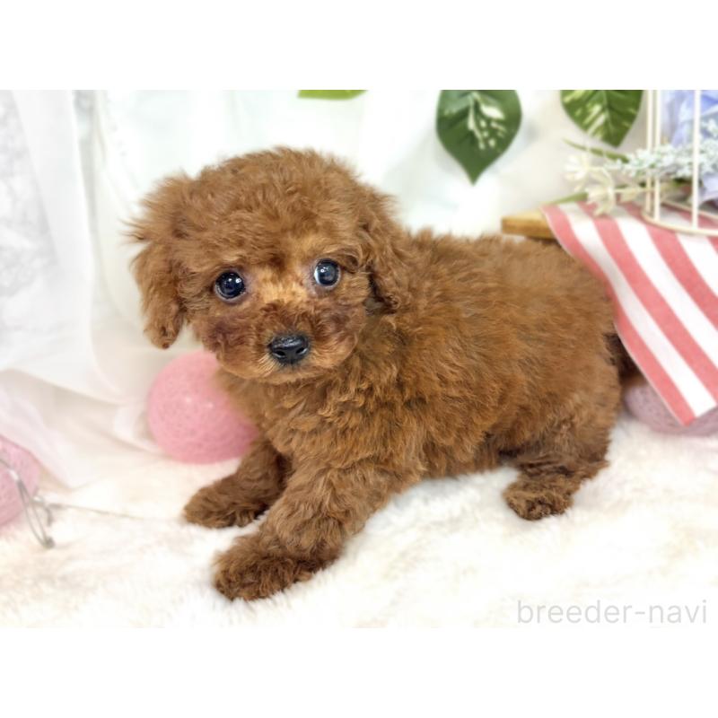 成約済の滋賀県のトイプードル-410287の2枚目